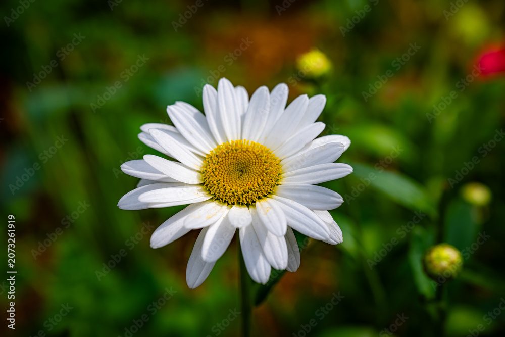 Fototapeta premium white daisy flower