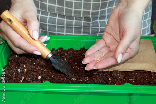 A woman sows tomato seeds in a seedling tray at home, surrounded by gardening tools, seed packets, and green plants. This is a concept for spring garden preparation.