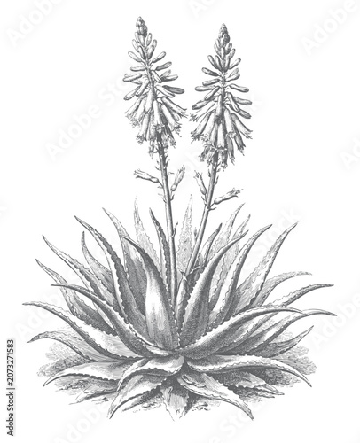 Photos Botanical aloe vera illustrated with flower spikes and detailed succulent foliage