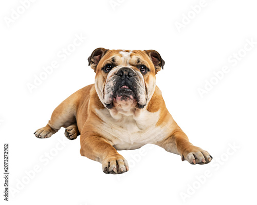 Photos English bulldog lying down with tongue isolated on png transparent background is