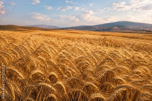 Vászonkép A field of mature golden emmer wheat swaying in the wind under a soft sky, wide shot with depth