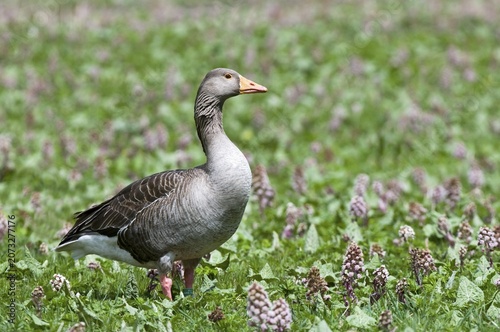 Greylag Goose (Anser anser)