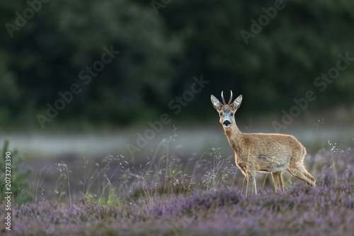 The open heathland does not offer much cover and often it is only a small careless movement that draws the attention of the roebuck (Capreolus capreolus) to me, heathland, September, Denmark