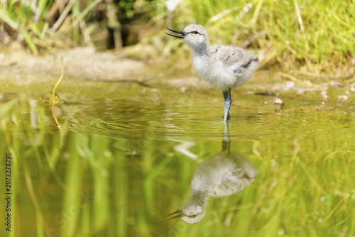 A young bird stands in the water, apparently singing, Avocet, (Recurvirostra avosetta), France