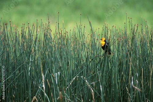 Yellow-headed Blackbird (Xanthocephalus xanthocephalus), Yellowstone National Park, Wyoming, USA, North America