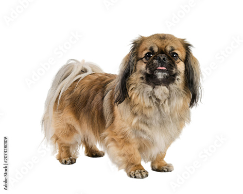 Canvas Print Pekingese dog standing, fluffy tan coat, isolated on png transparent background