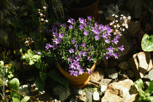 Container gardening. Purple bellflowers bloom in ceramic pot in summer garden. 
