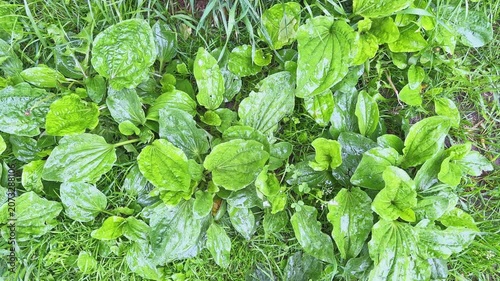 Wet broadleaf plantain bushes among grass during rain, top view