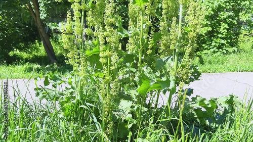 Bush of Armenian dock on a meadow in sunny morning