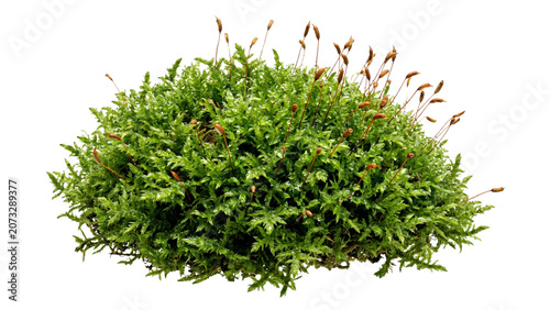 Konstfotografi A clump of green moss with reddish stalks detailed texture on transparent backgr