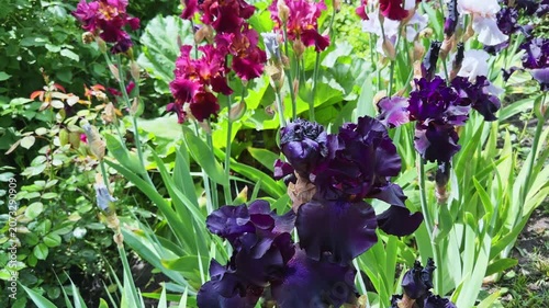 Flowers of bearded irises different colors on a blurred background