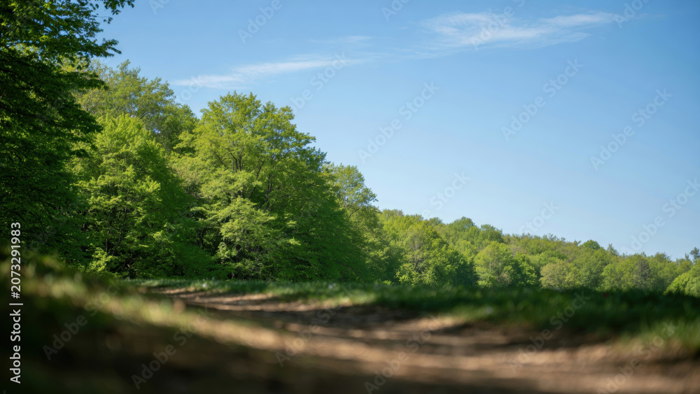 Fototapeta premium Forest tree nature landscape path grass summer sky sunlight outdoor serene forest tree nature landscape path grass summer sky sunlight peaceful walk trail woodland green foliage leaf environment