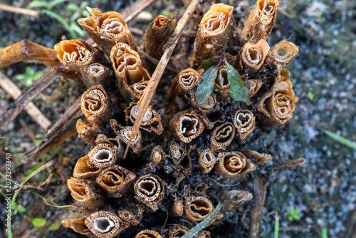 High angle macro closeup of harvested rice paddy stubble stalks showing hollow geometric honeycomb internal structures on organic soil ground, rural farming agriculture pattern texture backdrop views