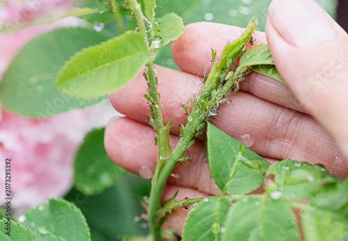 Canvastavla Aphids on young rose shoot, harmful garden pest closeup