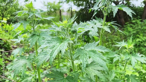 Top part of the motherwort stems on a blurred background