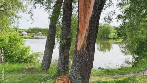 Broken and then sawed off trunks of the old willow