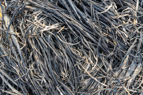 Full frame texture background of burnt rice straw ash and charred agricultural crop residue after harvest, conceptual environmental pollution global warming and carbonized soil backdrop views