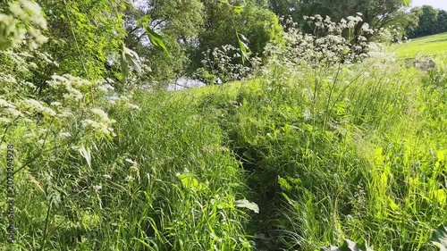 Old willows and meadow with high grass on pond shore