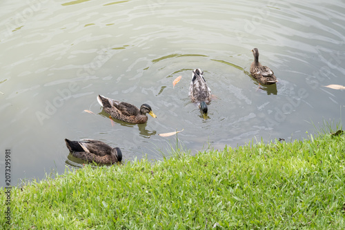 Tableau sur toile wild ducks on the lake.