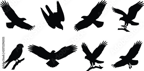 Photography Set of eagle and hawk bird silhouettes flying and perched isolated on white back