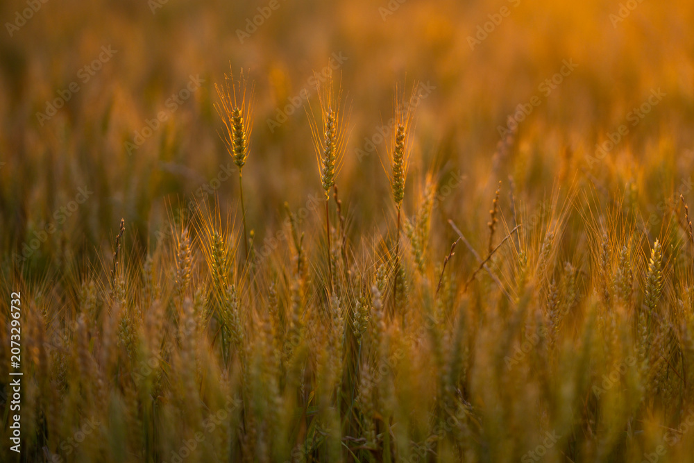 Obraz premium Wheat ear reaches golden sky. Wheat spike stays sharp. Warm wheat meets bokeh. Summer wheat fills field.