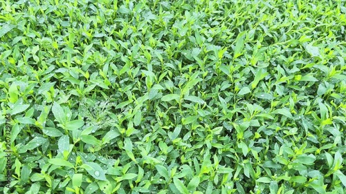 Meadow overgrown with knotgrass covered with water drops close-up