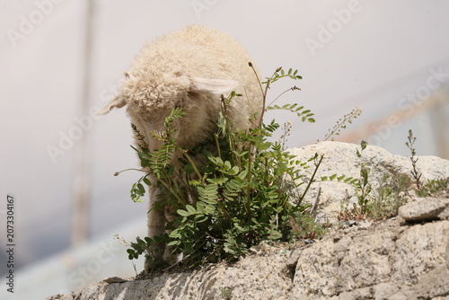 sheep in the grass