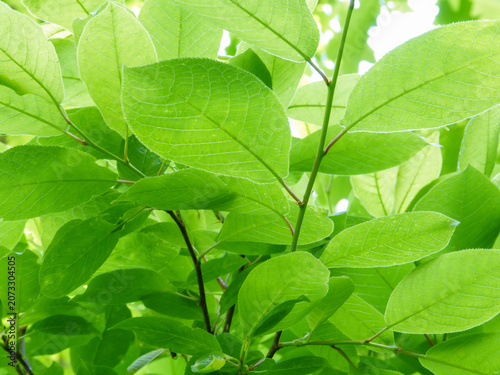 Growing lush green foliage in sunlight. Green natural background, wallpaper.