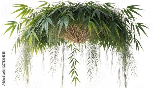 Green bamboo leaves hanging down in a natural cluster