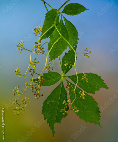 Flowers and flower buds on Virginia creeper vine (Parthenocissus quinquefolia)