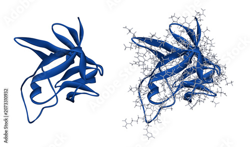 Fotografie Fibroblast growth factor 21 (FGF21) molecule