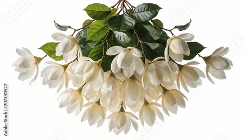 Beautiful white flower bouquet with green leaves