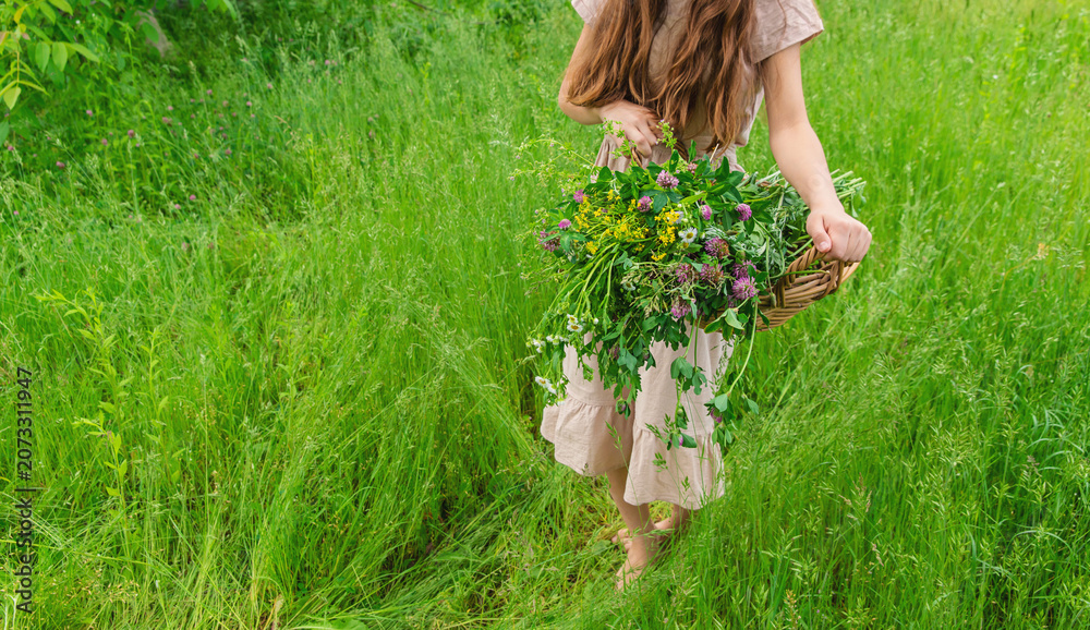 Fototapeta premium A woman collects medicinal herbs. Selective focus.