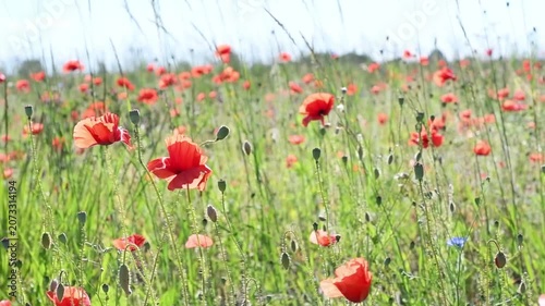 wild red beautiful poppies flowers blossoming at  sunny summer  day  at field.  close up