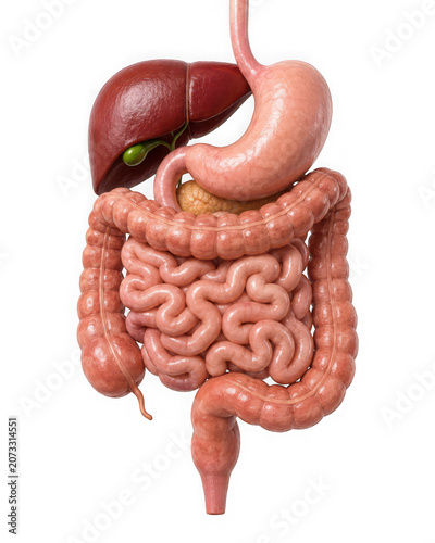 3d illustration of the human digestive system isolated on transparent background