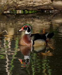 Wood Duck (Aix sponsa)