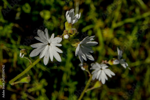 Woodlandstar (Lithophragma parviflora)