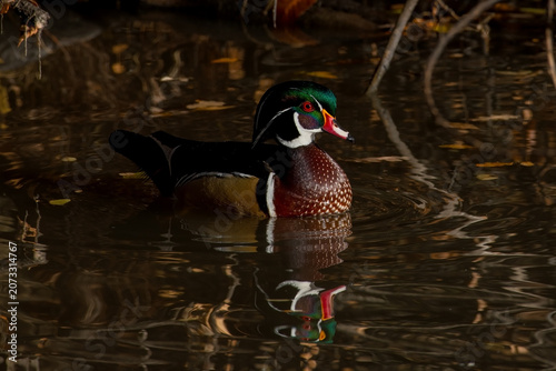 Wood Duck in morning sun