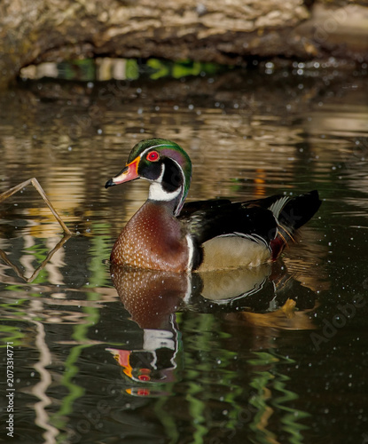 Wood Duck (Aix sponsa)