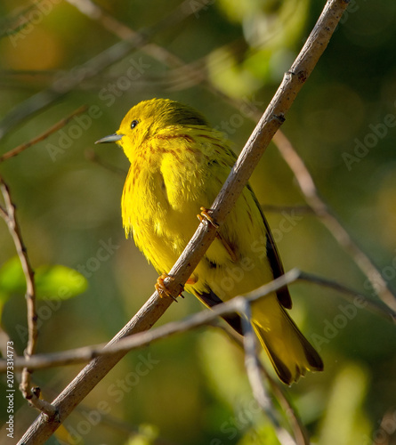 Yellow Warbler (Setophaga petechia)
