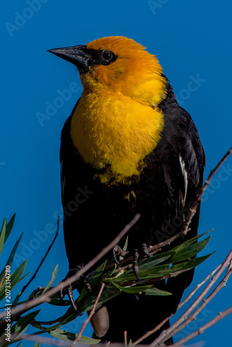 Yellow-headed Blackbird (Xanthocephalus xanthocephalus) at Camas Prairie Centennial Marsh, Idaho