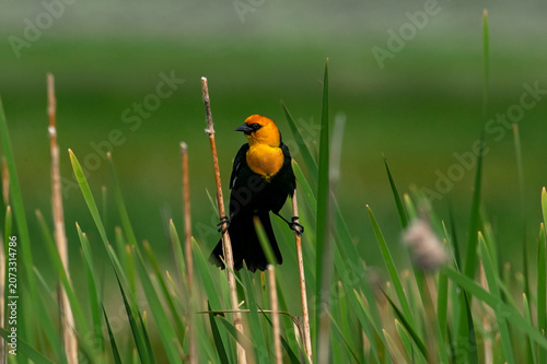 Yellow-headed Blackbird (Xanthocephalus xanthocephalus)