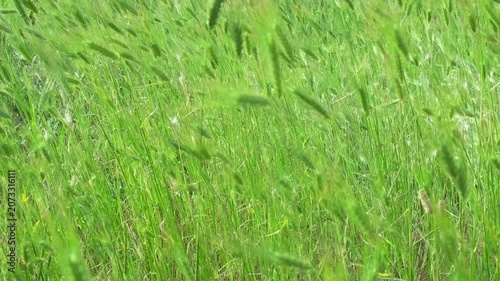 green grass ears are swaying in the wind
