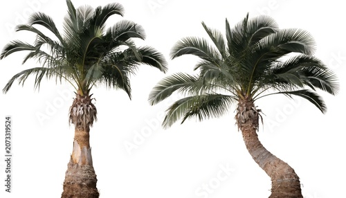 Two tropical palm trees with green leaves