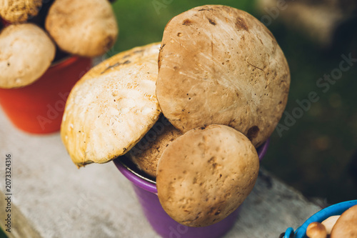 Edible mushrooms of various species displayed in buckets for sale in central Mexico during the rainy season.

