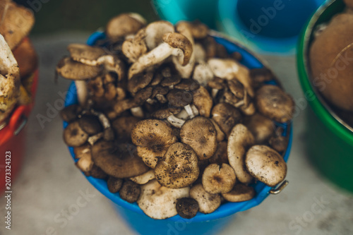 Edible mushrooms of various species displayed in buckets for sale in central Mexico during the rainy season.
