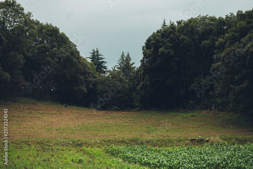 A wooded landscape featuring a beautiful moor with trees and grass; the sky is overcast, and a storm is about to break.
