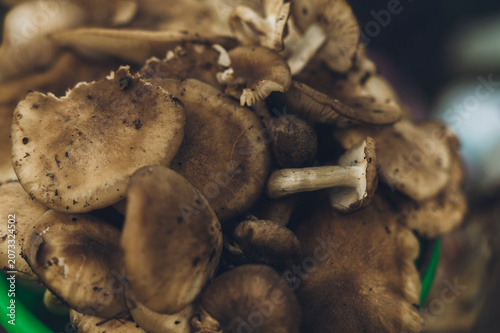 Edible mushrooms of various species displayed in buckets for sale in central Mexico during the rainy season.
