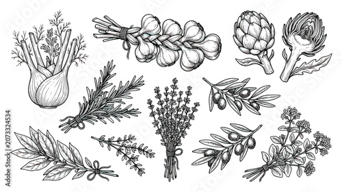 Schilderij op canvas Vintage hand drawn herbs and vegetables vector set, engraved botanical illustrat