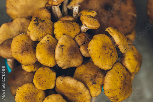 Edible mushrooms of various species displayed in buckets for sale in central Mexico during the rainy season.
